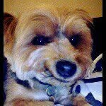 Bobby Magill - @bobbythedoggie08 - Instagram