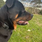 @bobby_the_maori - Instagram