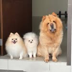 Marble & Bobby & 糰糰 - @marble_bobby_tuan - Instagram
