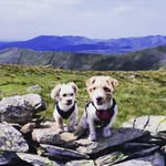Bobby & Marley - @bobby_and_moo_run_the_fells - Instagram