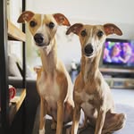 Bobby & Marley - @bobandmarleywhippets - Instagram
