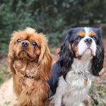 🐾 Bobby & Marvin 🐾 - @cavaliers_bobby_marvin - Instagram