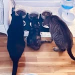 Bobby, Marvin and Eileen 🇧🇷🇺🇸🇬🇧🇮🇹 - @thethreecouchpawtatoes - Instagram