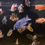 Bobby mason - @boss_fish_aquatics - Instagram