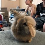 Bobby Willis Masterson - @bobby_the_cute_bunny - Instagram