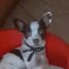Bobby ❤️🐶 - @bobby.alexandre.matos - TikTok