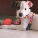 Bobby F. A. Matos🐶 - @bobby_fmatos - Instagram