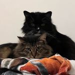 Bobby, Max, and Fluffy - @bobby_max_fluffy_floofycats - Instagram