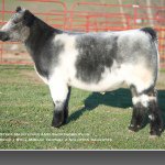 Bobby May Show Steers - @bobbymaycattle - Instagram
