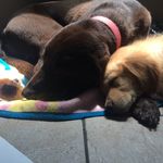 bobby&maya - @bobbyandmaya - Instagram
