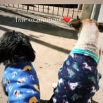 Bobby,maya e Rubi🐶🐶🐶❤️❤️💙 - @bobbynilton_mayateresa_rubi - Instagram
