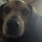 Bobby (Sploots McCool) - @thesplootmaster3000 - Instagram