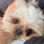 Bobby 🐶 - @bobbymccready_ - Instagram