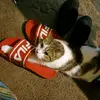 Bobby Munoz256 - @bobbymunoz256 - TikTok