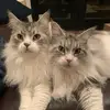 RickyBobby - @myrickybobby - TikTok