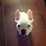 Bobby Olsen - @bobby_the_deaf_frenchie - Instagram