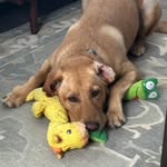 Bobby Olson - @copleydad - Instagram