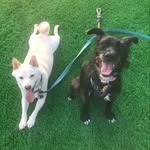 Bobby 🐕 & Pepper 🐺 - @bobby.and.pepper - Instagram