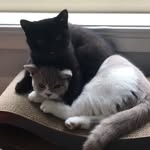Bobby & Pepper - @bobbyandpepper - Instagram