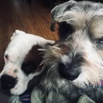 BOBBY & PEPPER ✨ - @heyits.bobbyandpepper - Instagram
