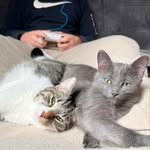 Bobby and Pepper - @catstagram_bobbypepper - Instagram