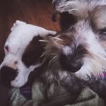 𝔹𝕠𝕓𝕓𝕪 𝕒𝕟𝕕 ℙ𝕖𝕡𝕡𝕖𝕣 - @_.itssbobbyandpepper._ - Instagram