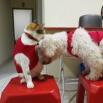 Bobby&菠萝 - @bobby_n_polo - Instagram