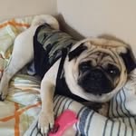 Bobby Ricky 🧿 - @bobby.ricky.pug - Instagram