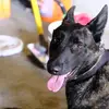 K9RickyBobby109 - @k9rickybobby109 - TikTok