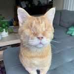 Ricky Bobby - @rickybobbytheeyelesscat - Instagram