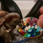 BOBBY_ROSS - @bobbyross_the_sulcata - Instagram