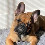 Bobby Ross 🐶 - @bobby_ross_thefrenchie - Instagram