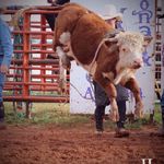 Bobby rowland - @rowlands_mini_bucking_bulls - Instagram