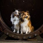 Bobby & Sam - @ruhrpottshelties - Instagram