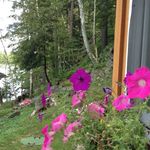Bobby Schmitt - @horseylover129 - Instagram