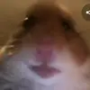 bobby schmitt - @zer0dignity - TikTok