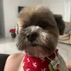 _Bobby_ - @_shihtzubobby_ - TikTok