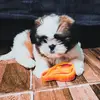 Blog do Bobby - ShihTzu - @blogdobobby_shihtzu - TikTok