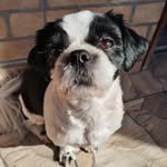 Bobby - shih tzu - @bobby.tzu - Instagram