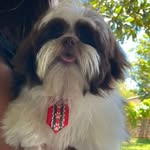bobby 🐶 - @bobby.shihtzu07 - Instagram