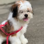 Bobby 🐶 - @bobby.shihtzuu - Instagram