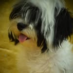 🐶bobby🐶 - @_bobby_shihtzu_ - Instagram