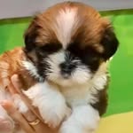 Bobby 🐶🐾 - @bobby_shihtzu____ - Instagram