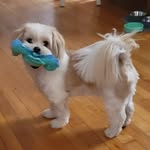 Bobby | Shih-Tzu Pomeranian - @afluffyboybob - Instagram