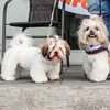 Bobby & Summer - @bobby_elshihtzu - TikTok