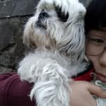 bobby - @bobby._shihtzu - Instagram