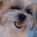 Bobby🐾 - @bobby.shihtzu00 - Instagram