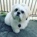 Bobby - @bobby.shihtzu - Instagram