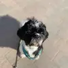 Bobby - @bobby.the.shihtzu - TikTok