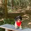 Bobby - @bobby.theshihtzu - TikTok